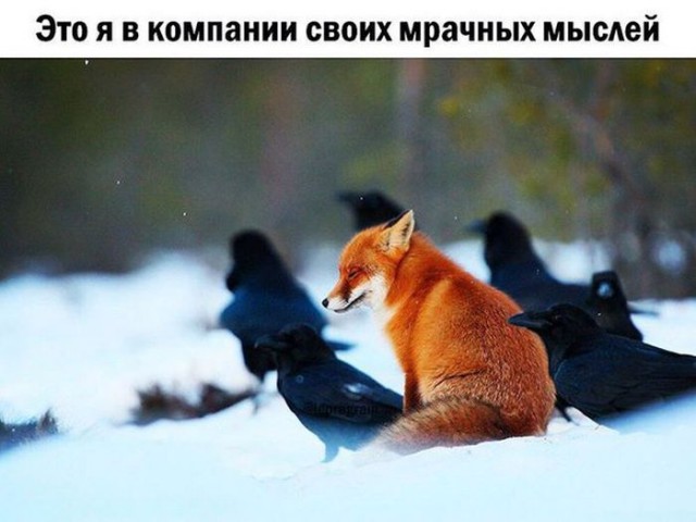 Смешные картинки с надписями 04.04.2016
