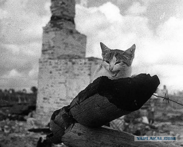 Здесь была война