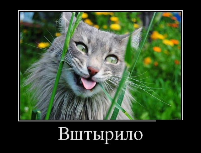 "Оскара" - котикам!