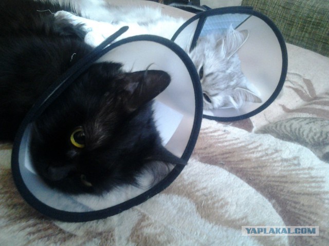 Котовторник 12.07.2016