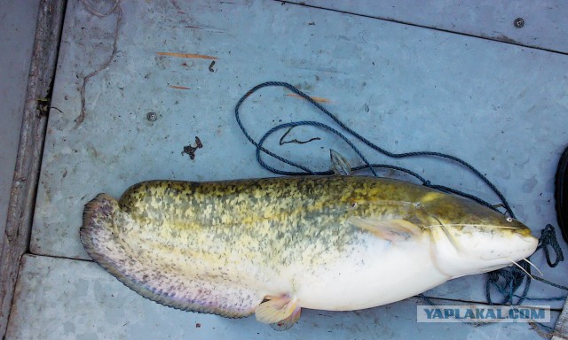 В Нью-Джерси поймали рыбу от которой кто-то откусил кусок