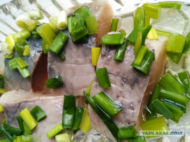 Скумбрия малосольная