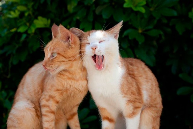 Коты из сети