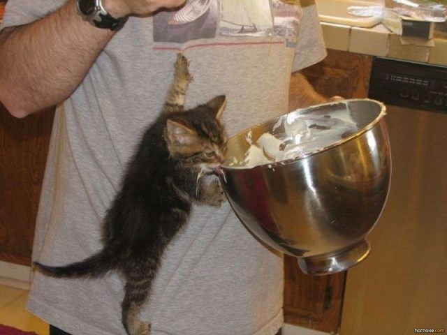 Коты и Кошки