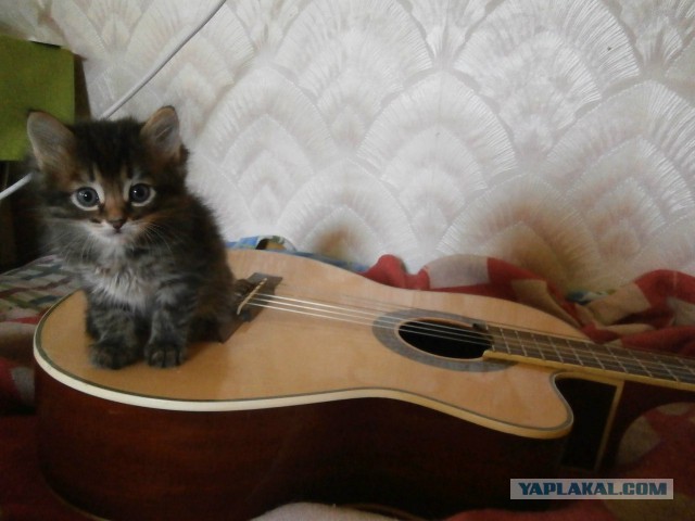 Котовторник 16.06.2015., Котовторник наступил!