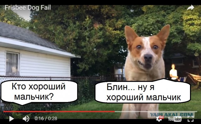 Красиво словил фрисби!