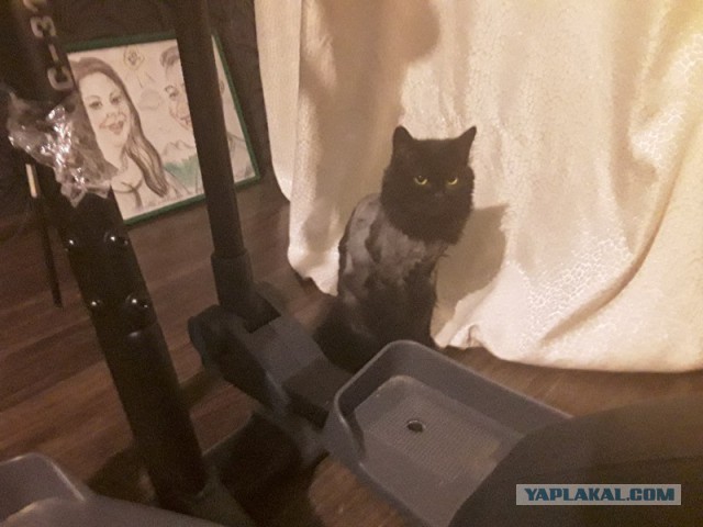 Котовторник 19.09.2017