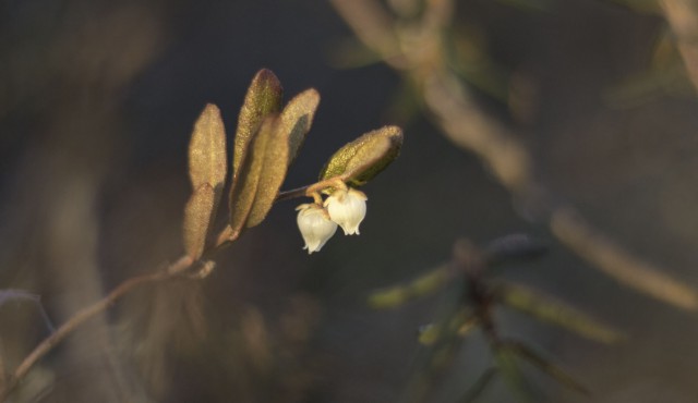 Просто Природа