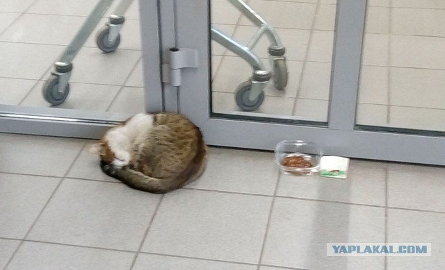 Котовторник  13.02.2018