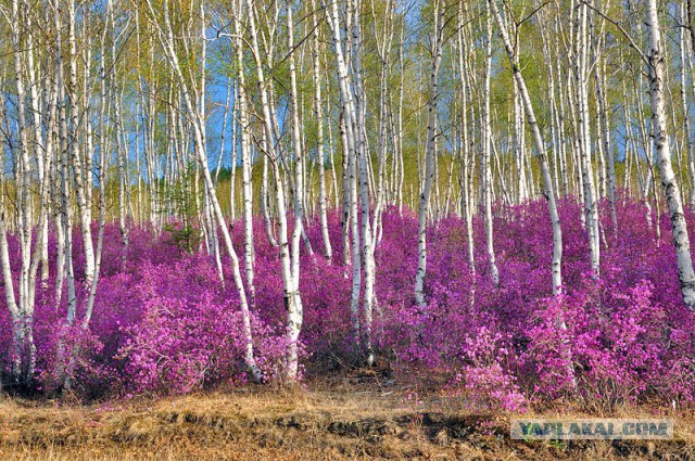 Забайкальцы