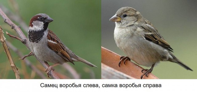 Живность из сети