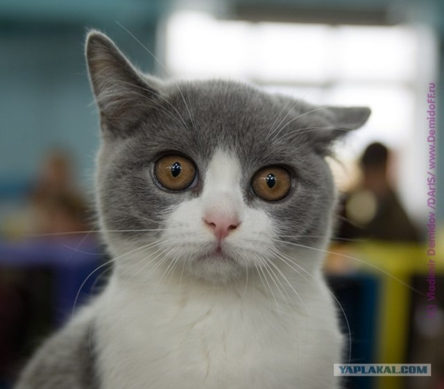 Котовторник в ЯПонии (58 фот)