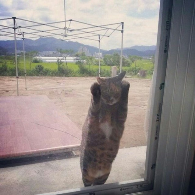 Прикольных котов пост