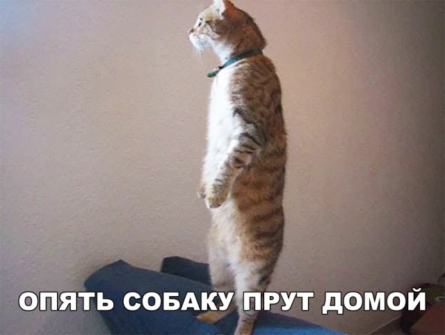 Немного милоты