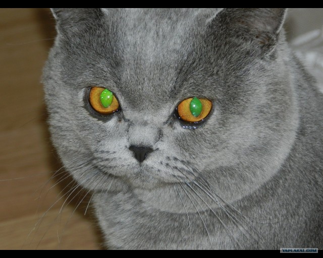 Первый котовторник октября