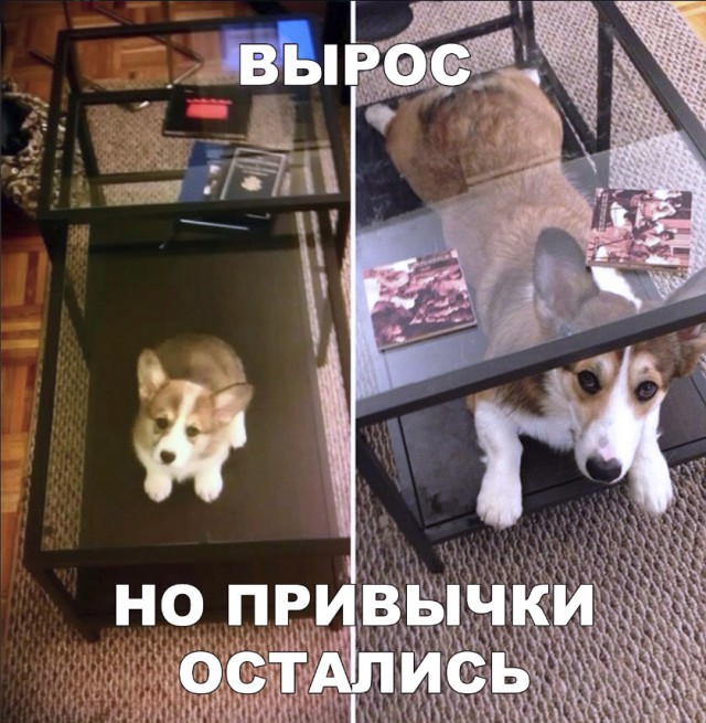 Милые животные. Мимиметр сломался