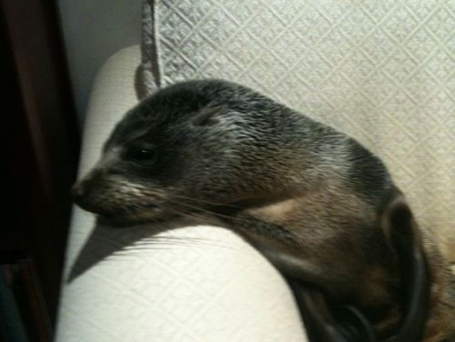 Внезапно! Морской котик на диване...