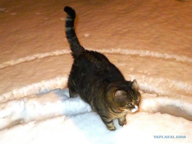 Котовторник (10.01.2012)