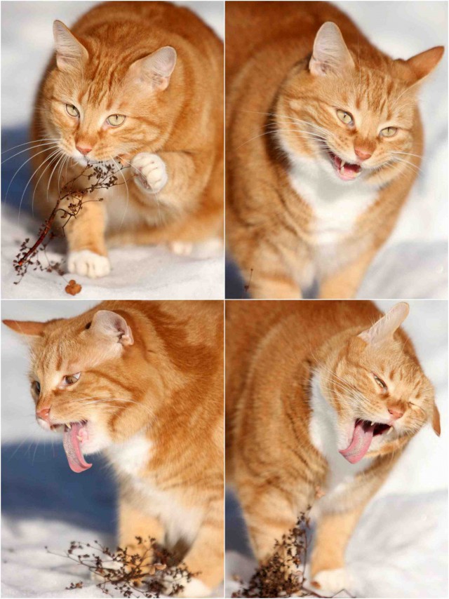 Странная кошачья логика, которую человеку никогда не постичь