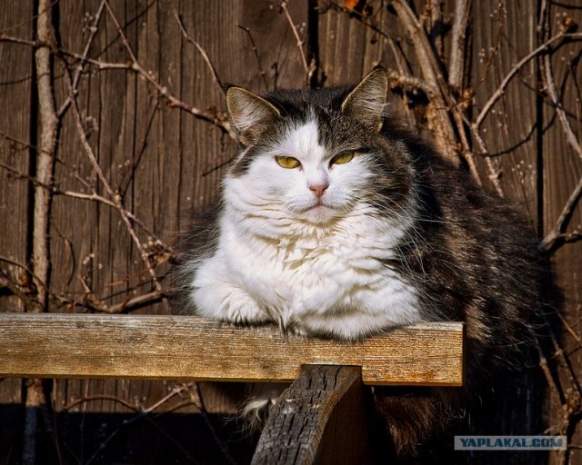 Котовторник (24. 01. 2012 )