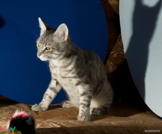 Котовторник (14.02.2012)
