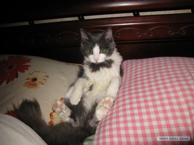 Котовторник! 13.03.2012