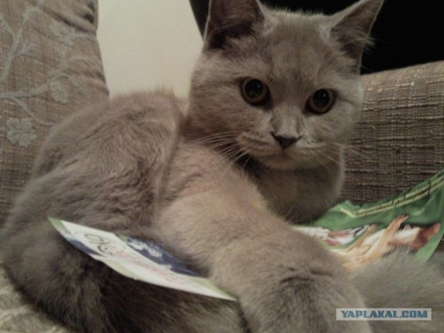 Котовторник   5.06.2012