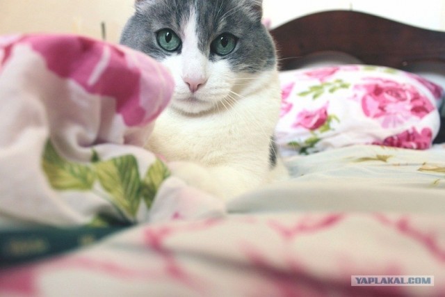 Котовторник 24.07.2012