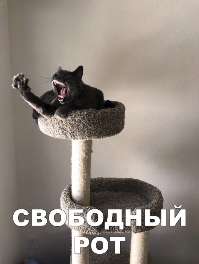Забавные фото котеек