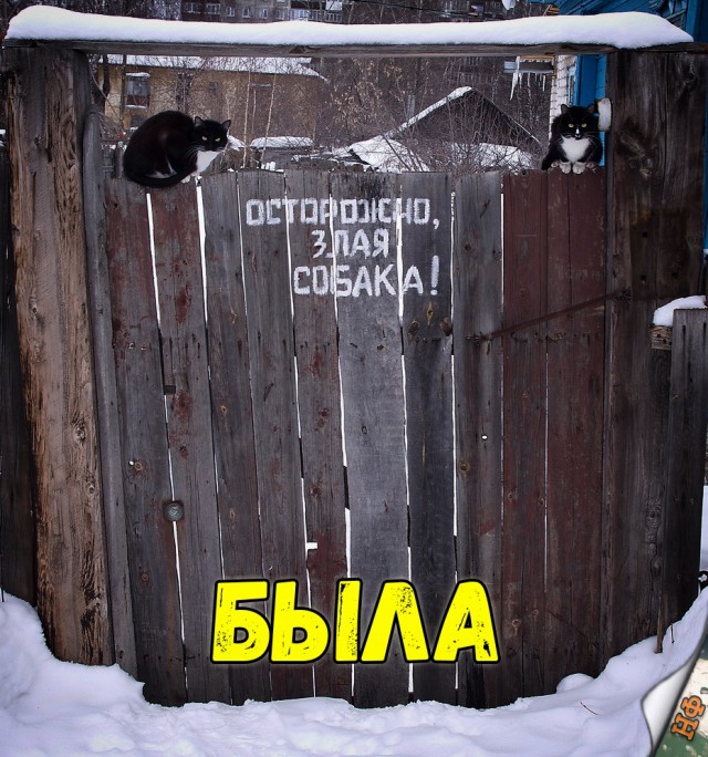 Прикольные картинки абавсём