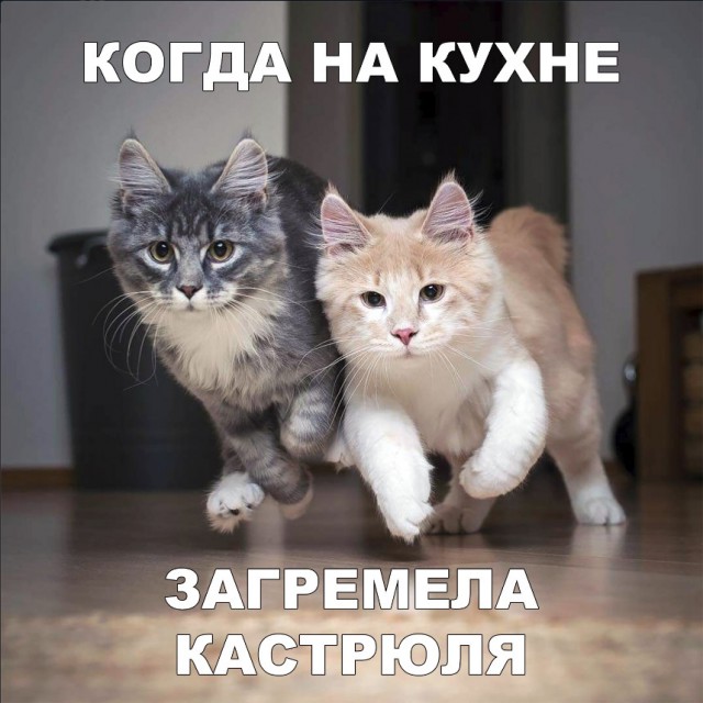 Забавные фото котеек
