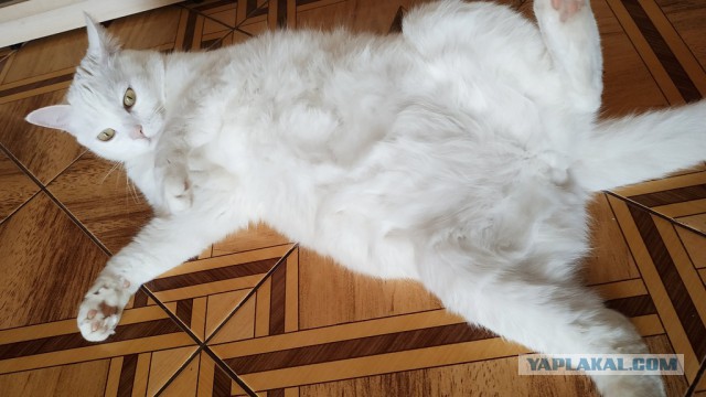 Картинки с котами и про котов