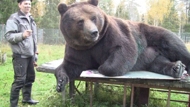 Живность из сети