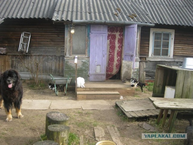 Жизнь домашнего приюта для котеек 283