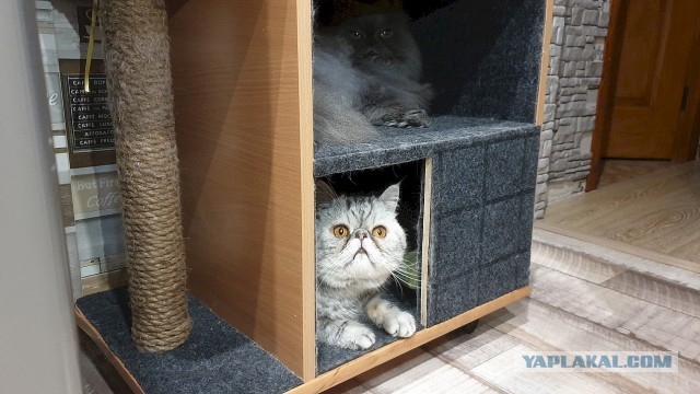 Моя красотка