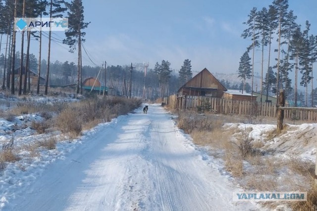 В Улан-Удэ собаки напали на ребенка