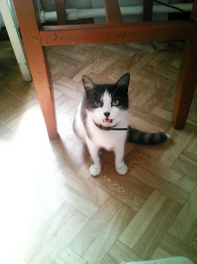 Котовторник. Добавляйте своих