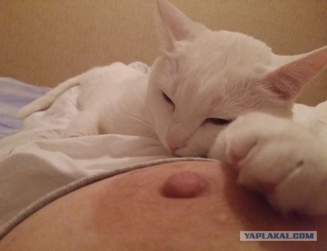 Девушки котовторника