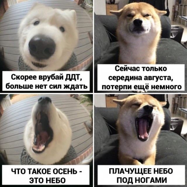 Картинки и мемы для настроения 12.08.2021