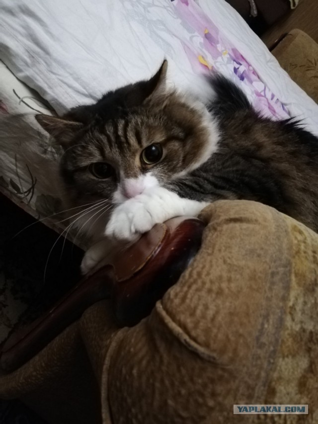 Кем нас считают кошки? Кто мы для них?