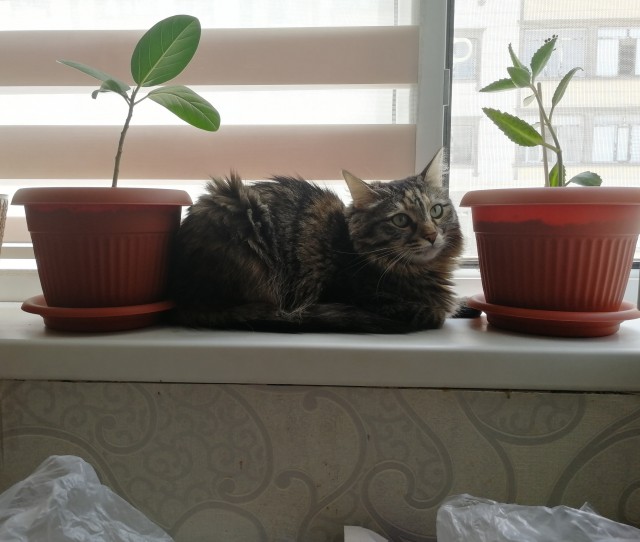 Солнце котовторника уже встало, Господа!