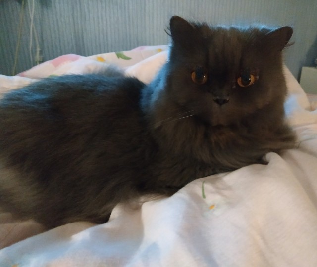 Котовторнику посвящается