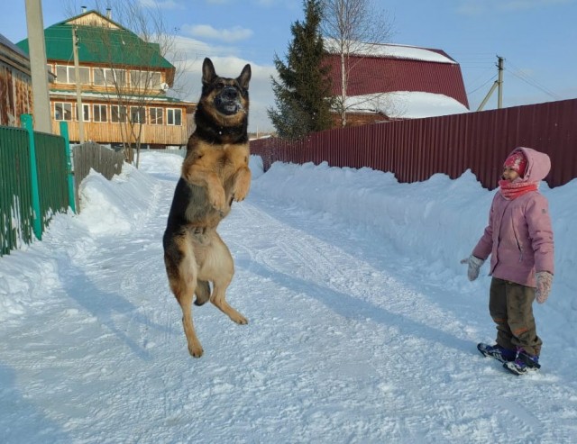Собачий четверг же