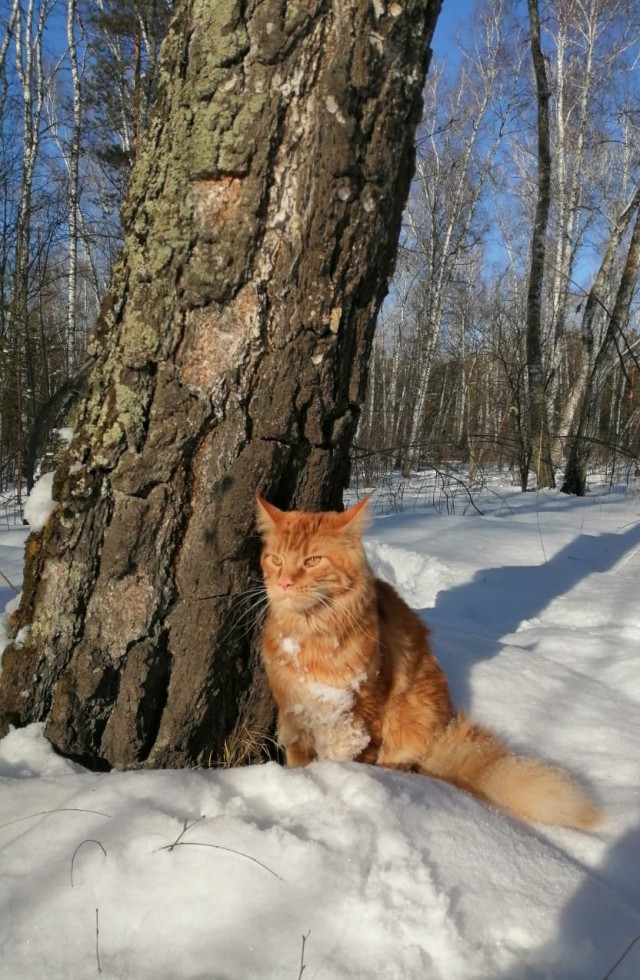 Котовторник ведь начался!