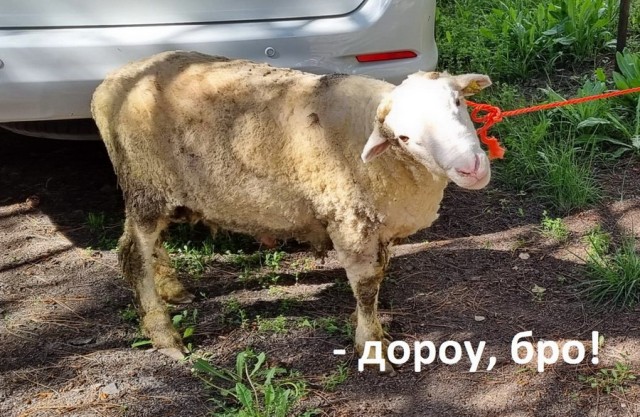 Блюда для казана, на природе и свежем воздухе