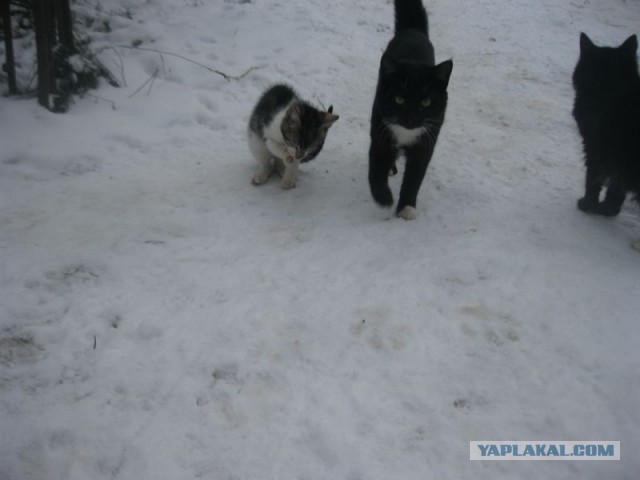 Жизнь домашнего приюта для котеек 422