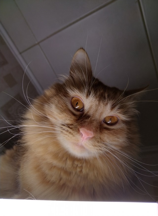 Даёшь котов в этот вторник!