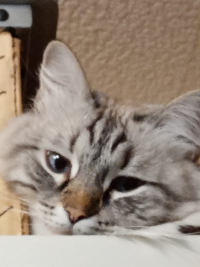 Мой кот