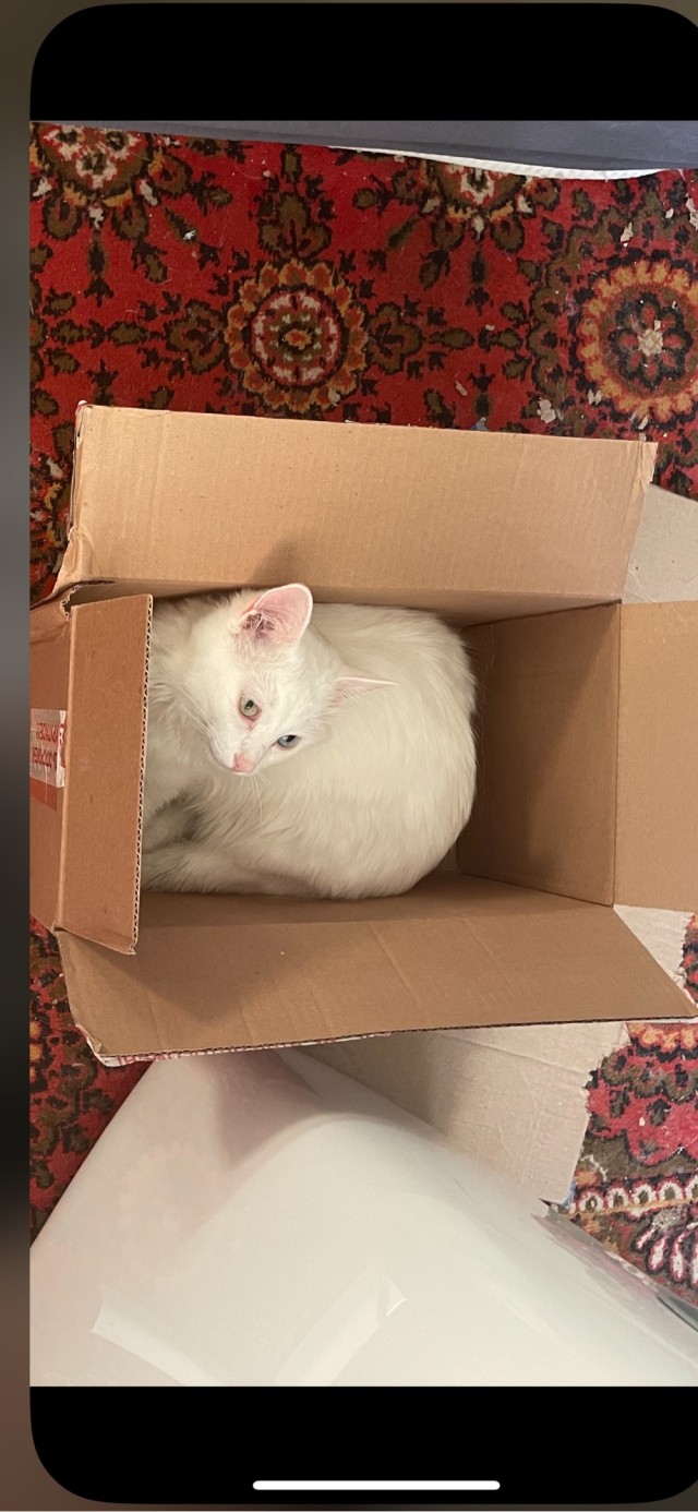 Ловушки для котов