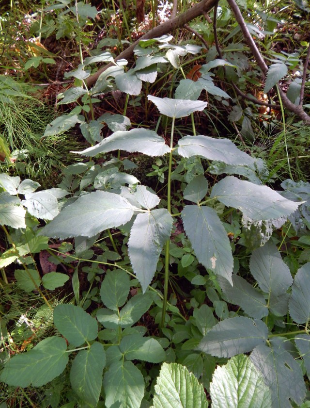 Травник от KOTOZAVR, страница #3: Сныть обыкновенная